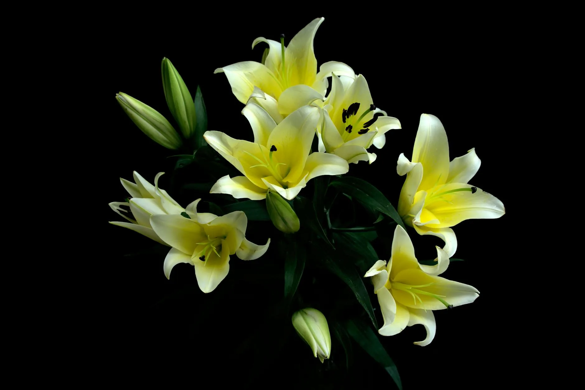 MANIBUS O DATE LILIA PLENIS（給我盈手的百合）─弔康華倫老師